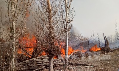圖為燒荒引發(fā)林帶火災(zāi) 圖為燒荒引發(fā)林帶火災(zāi)